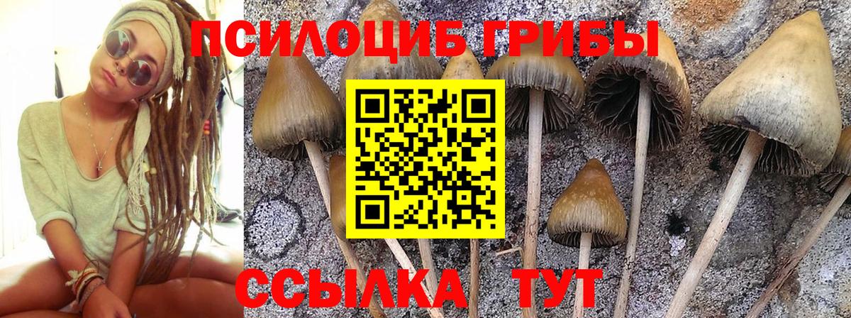 Егорьевск  Псилоцибиновые грибы Magic Shrooms  Вход с VPN 